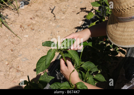 Woman picking poivrons provenant d'une plante Banque D'Images