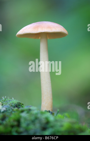 'Single' toadstool Champignons Champignons sur un plancher bois moussus. Banque D'Images