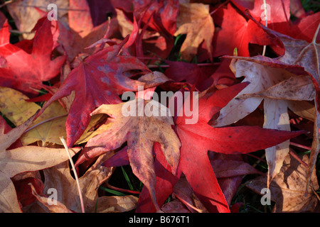 'L'automne les feuilles rouges' feuilles acer tombé au sol Banque D'Images