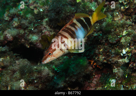 Thorogobius scriba Comber peint Île Susac Mer Adriatique Croatie Banque D'Images