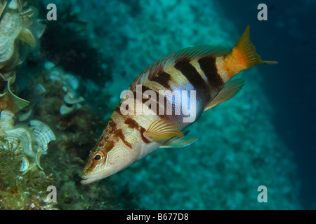 Thorogobius scriba Comber peint Île Susac Mer Adriatique Croatie Banque D'Images