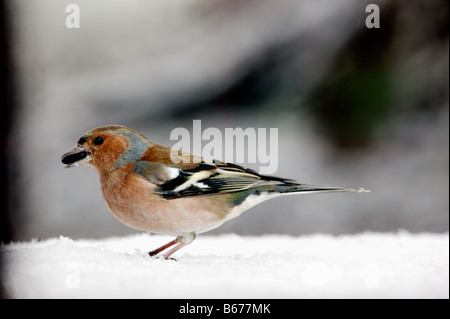 Pinson des arbres Fringilla coelebs Chaffinch au lieu d'alimentation l'alimentation d'hiver nourrir les oiseaux adultes mâles adultes seuls Oiseaux Oiseaux Chaf Banque D'Images