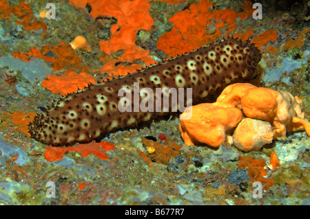 L'holothurie Holothuria forskali variable l'île de Sušac Mer Adriatique Croatie Banque D'Images