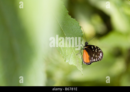 Golden helicon papillon sur une feuille Banque D'Images