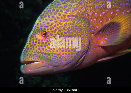 Lyretail Variola louti Mérou Sinai Shark Bay Mer Rouge Egypte Banque D'Images