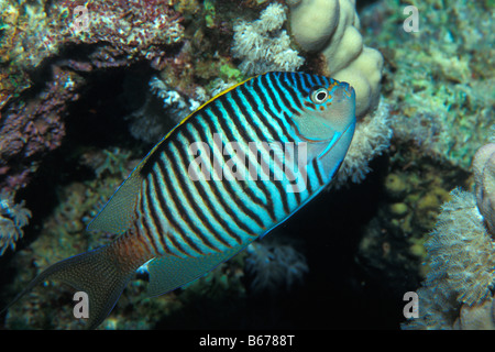 Geniacanthus caudovittatus Lyretail Zebra poissons-anges Sinaï Shark Bay Mer Rouge Egypte Banque D'Images