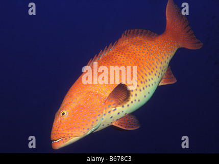 Mérou léopard Plectopomus marisrubri pessuliferus Sinaï Égypte Mer Rouge Ras Mohammed Banque D'Images