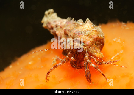 L'Ermite à rayures Pagurus anachoretus Piran Slovénie Mer Adriatique Banque D'Images