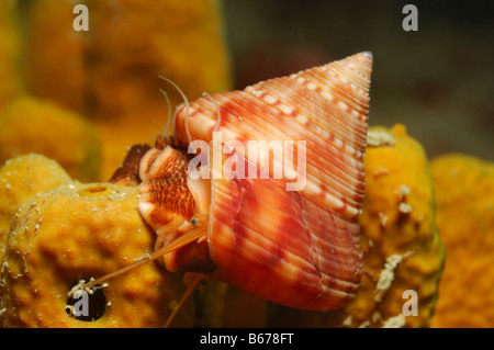 Brun rouge haut escargot Le conulum Piran Slovénie Mer Adriatique Banque D'Images