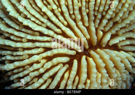 Bouche de corail champignon Fungia fungites Marsa Alam Egypte Mer Rouge Banque D'Images