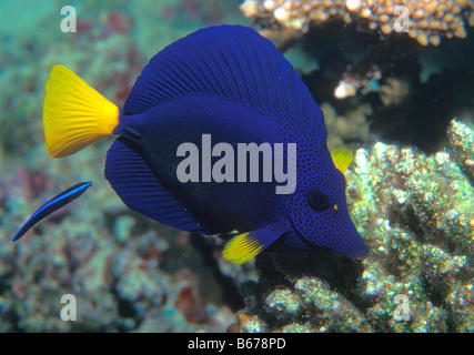 Zebrasoma xanthurum Tang Bleu Mer Rouge Egypte Marsa Alam Banque D'Images