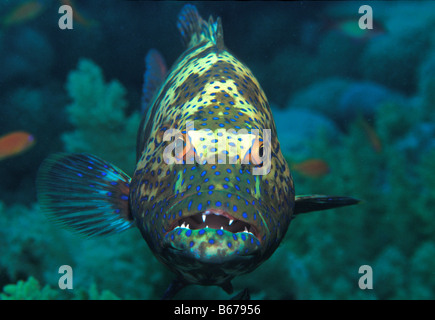 Mérou léopard Plectopomus marisrubri pessuliferus Marsa Alam Egypte Mer Rouge Banque D'Images