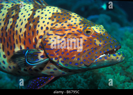 Mérou léopard Plectopomus marisrubri pessuliferus Marsa Alam Egypte Mer Rouge Banque D'Images