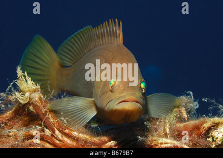 Goldblotch Mérou Epinephelus alexandrinus Kas Turquie Mer Méditerranée Banque D'Images