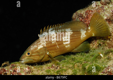 Goldblotch Mérou Epinephelus alexandrinus Kas Turquie Mer Méditerranée Banque D'Images