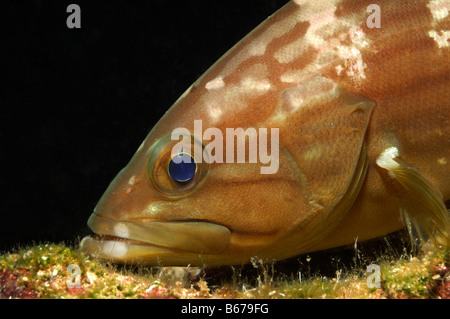 Goldblotch Mérou Epinephelus alexandrinus Kas Turquie Mer Méditerranée Banque D'Images