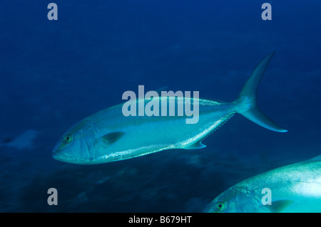 Plus Seiola Amberjacks dumerili Kas Turquie Mer Méditerranée Banque D'Images