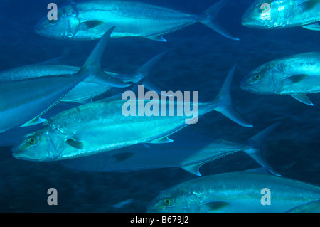 Plus Seiola Amberjacks dumerili Kas Turquie Mer Méditerranée Banque D'Images