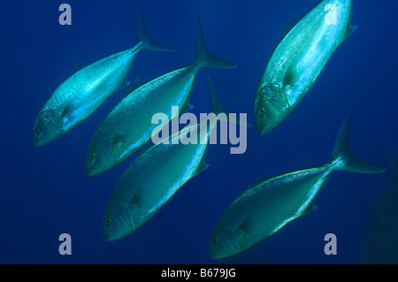 Plus Seiola Amberjacks dumerili Kas Turquie Mer Méditerranée Banque D'Images