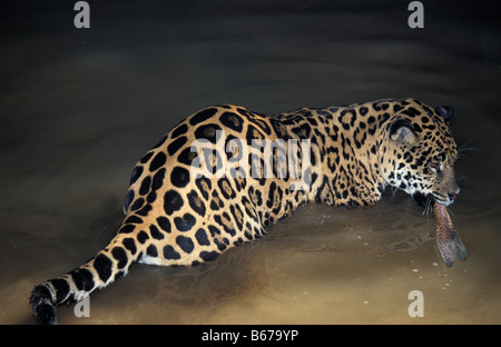 Jaguar Panthera onca JAGUAR marchez dans l'eau, les prises de poissons prédateurs SUR LA BOUCHE DE Panthera onca Afrique nord-américain un Banque D'Images