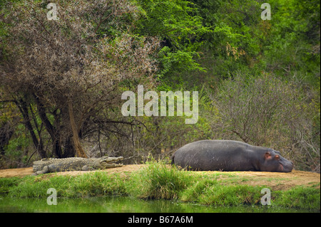 L'état sauvage des animaux Hippo Hippopotame amphibie et Crocodile du Nil Crocodylus niloticus couché Dormir dormir hors de l'eau étang Banque D'Images