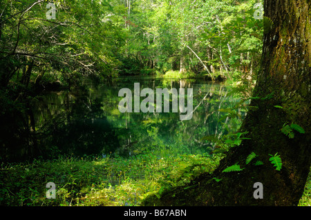 St mark s River en Floride Banque D'Images