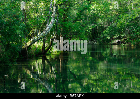 St mark s River en Floride Banque D'Images