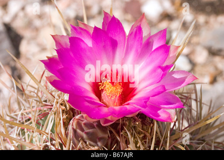 Gloire du Texas Thelocactus bicolor var bicolor Tucson Arizona United States 24 avril Originaire de l'Arkansas Cactaceae Banque D'Images