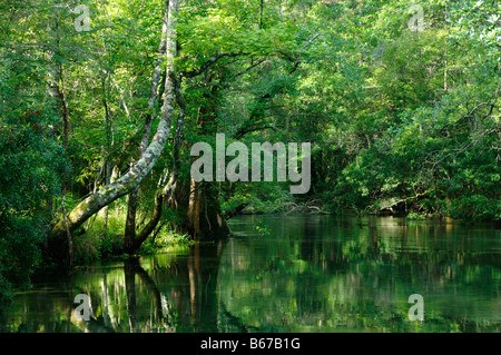 St mark s River en Floride Banque D'Images