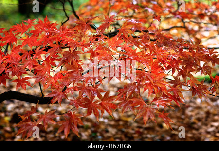 Acer palmatum 'Osakazuki', Banque D'Images