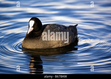 Foulque macroule, Fulica atra sur l'eau. Banque D'Images