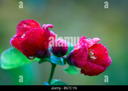 Chaenomeles x superba flowering quince Banque D'Images