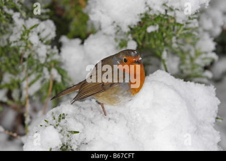 Erithacus rubecula aux abords dans la neige Banque D'Images