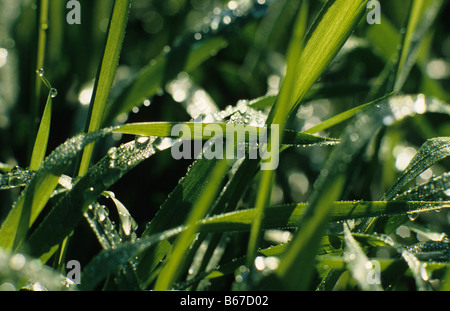 Close-up de gouttelettes d'eau sur l'herbe, au Royaume-Uni. Banque D'Images