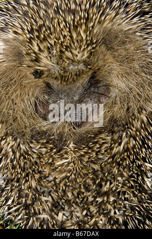 Hedgehog roulé en boule Banque D'Images