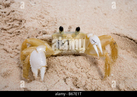 Le crabe fantôme atlantique, Ocypode quadrata, photographié en République Dominicaine Banque D'Images