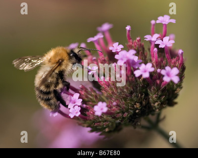 Abeille sur verbena bonariensis Banque D'Images