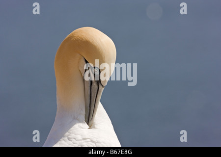 Morus bassanus, Gannett, au lissage. Bass Rock, Ecosse Banque D'Images