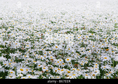 Domaine de marguerites blanches pour la production de semences à Zeeland Pays-Bas Banque D'Images