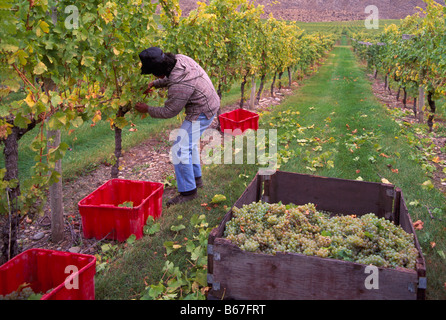 La récolte de raisins mûrs Raisins Picker Gewuertztraminer dans le sud de l'Okanagan de la Colombie-Britannique, Canada Banque D'Images