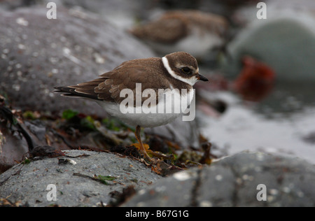 Pluvier semipalmé Charadrius semipalmatus debout sur des rochers sur la plage au çois Dortier Spit l'île de Vancouver, C.-B. en septembre Banque D'Images