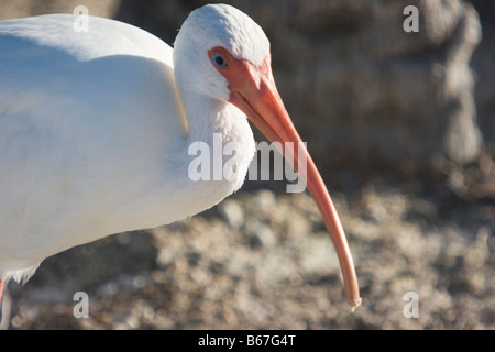 Ibis blanc close up Banque D'Images