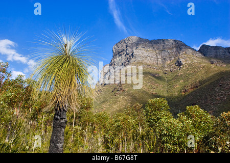 Bluff Knoll avec un Kingia australis (plante de la famille Dasypogonaceae) dans le freground. De Stirling NP, l'ouest de l'Australie Banque D'Images