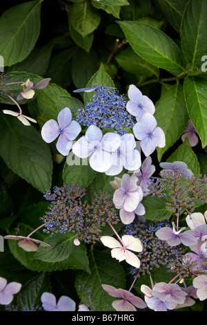 L'Hydrangea macrophylla serrata. LACECAP Banque D'Images