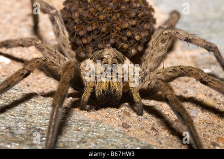 Les Araignées Lycosa narbonnaise transporter des centaines de petits sur le dos, Péloponnèse, Grèce Banque D'Images