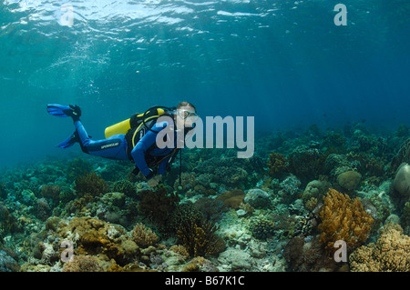 Au cours plongeur Coraux Alor Lesser Sunda Islands Indonésie indo-pacifique Banque D'Images