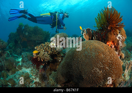 Au cours plongeur coraux cerveau Platygyra lamellina Alor Lesser Sunda Islands Indonésie indo-pacifique Banque D'Images