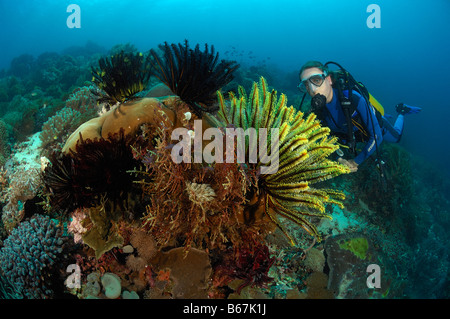 Les Crinoïdes et plongeur Alor Lesser Sunda Islands Indonésie indo-pacifique Banque D'Images