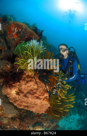 Récif de corail coloré et plongeur Alor Lesser Sunda Islands Indonésie indo-pacifique Banque D'Images