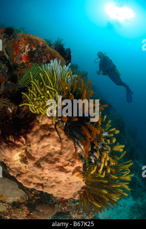 Récif de corail coloré et plongeur Alor Lesser Sunda Islands Indonésie indo-pacifique Banque D'Images